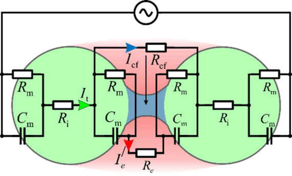 Equivalent electric circuit model of cells in cytokinesis